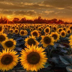 Sunflowers Voice