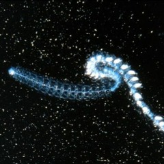 Deep Waters Creatures