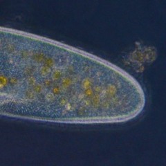 Little Paramecium