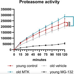 Montelukast Improves Retinal Health in Aging Mice