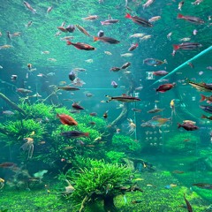 head over heels (p. jahvi)