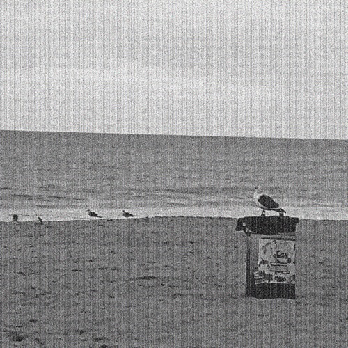 Don't Chase A Seagull (Demo)