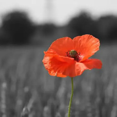 Rememberance (80th Anniversary WWII)