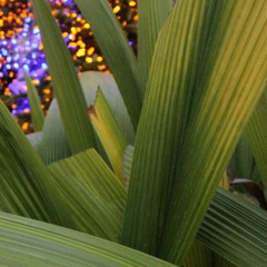 Palm Groove