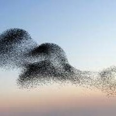 Starlings