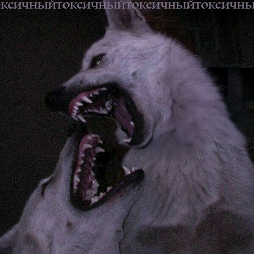 TOXIK