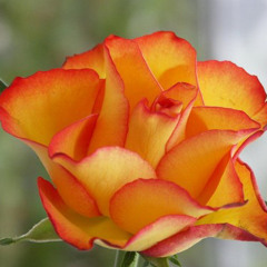 MYRANAA DIVAH - BADBOY (ENIGMATIK)