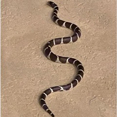 King of Snake 2024 Club Dub