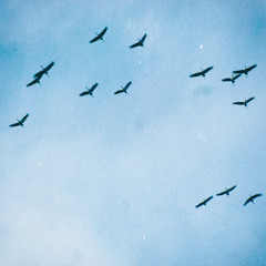 cranes | Album CRANES