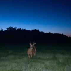 Kaseys In The Club with Deer park (prod Cranes and Freger)