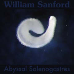 Abyssal Solenogastres