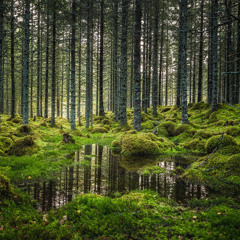 Being Outside in the Forest