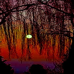 sunset forest at the lake