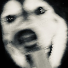 spinello