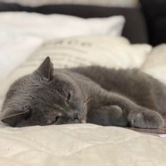 Yoga Nidra For Sleep With Self Compassion And Cat Purrs with Jennie Wadsten Sharma (30 min)