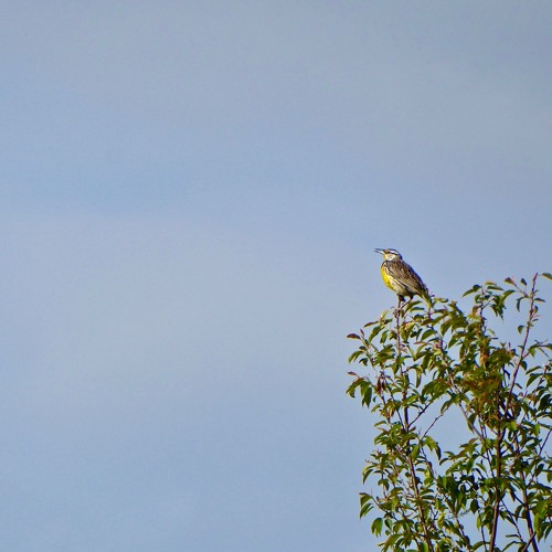 Dawn Chorus (midi)