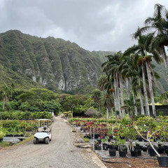 bicycles and golf carts