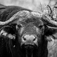 BLACK COW ( feat. So Black / Prod. Sinato