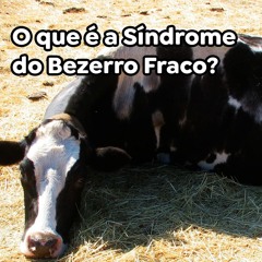 O que é a Síndrome do Bezerro Fraco?