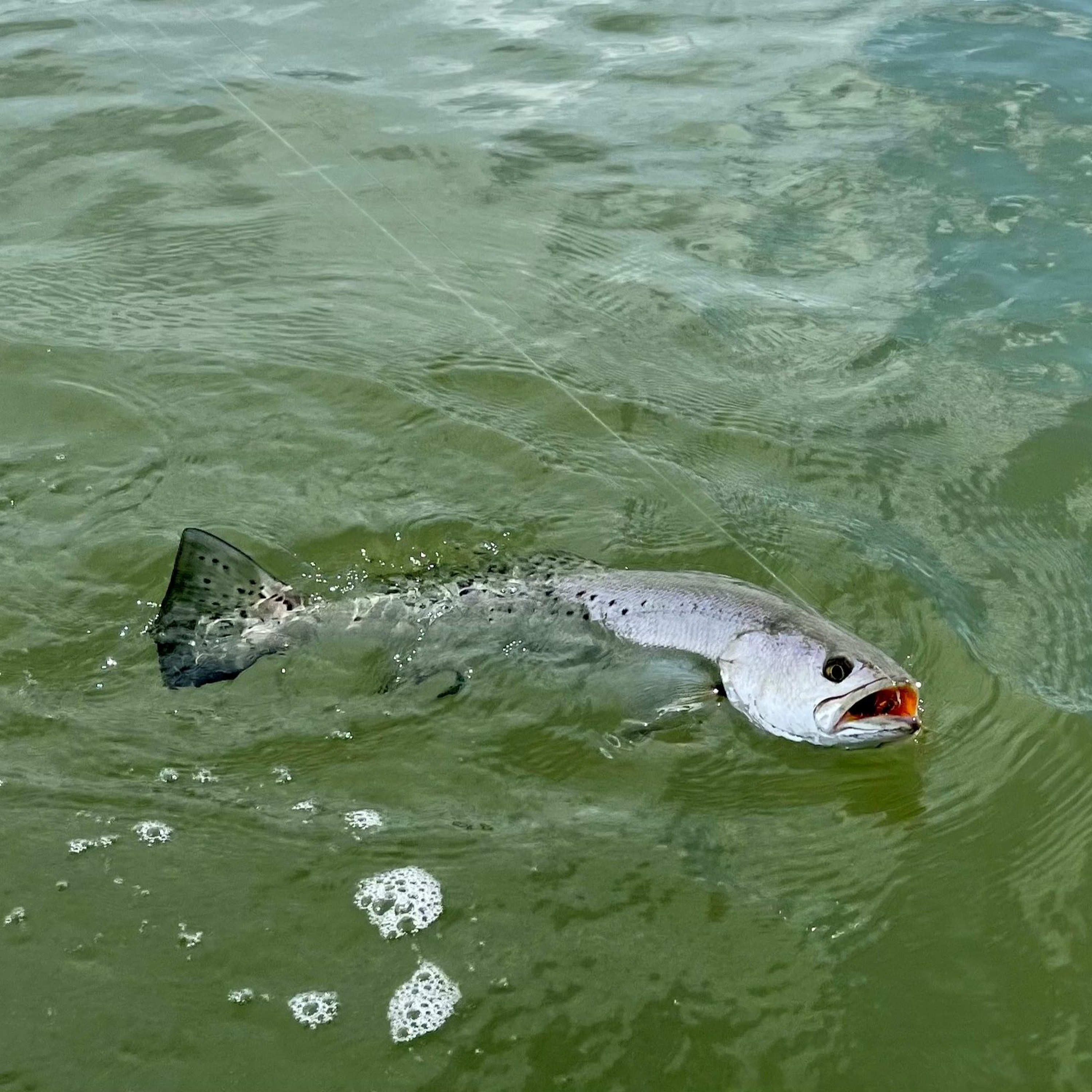 Coastal Advocacy Adventures Podcast