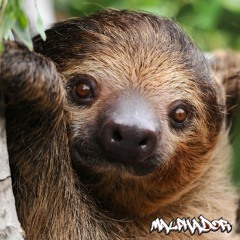 The Sloth - The Producers Corner Sample Challenge #225