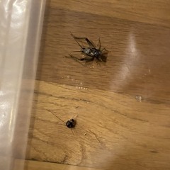 noahs ark (2 crickets)