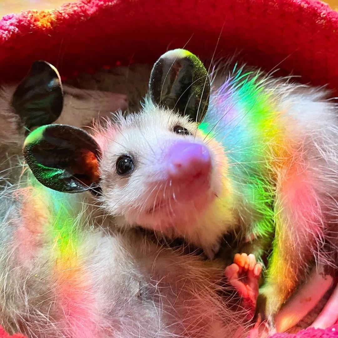 JILLIE'S MARSUPIAL MADNESS!!!!1!11!!!