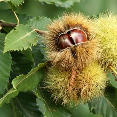 Sweetchestnut Song