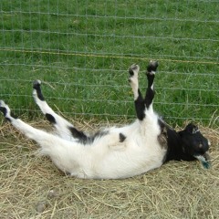 Fainting Goat Syndrome (master)