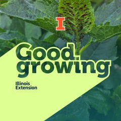 Ep. 143 Answering your summer garden questions | #GoodGrowing