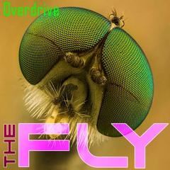 The Fly