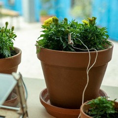 Marigolds in the act of phytoremediation