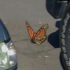 Butterfly(cover)