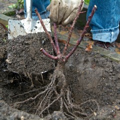Planting time for bare rooted trees, shrubs, roses and fruits with Adam Pasco