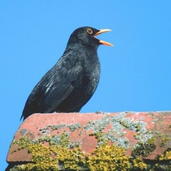 Dawn Chorus: Blackbird on Blackboy Hill, (Mitch Turnbull, Clifton, Bristol)