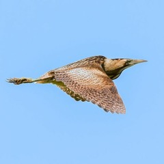Night-migrating Bittern