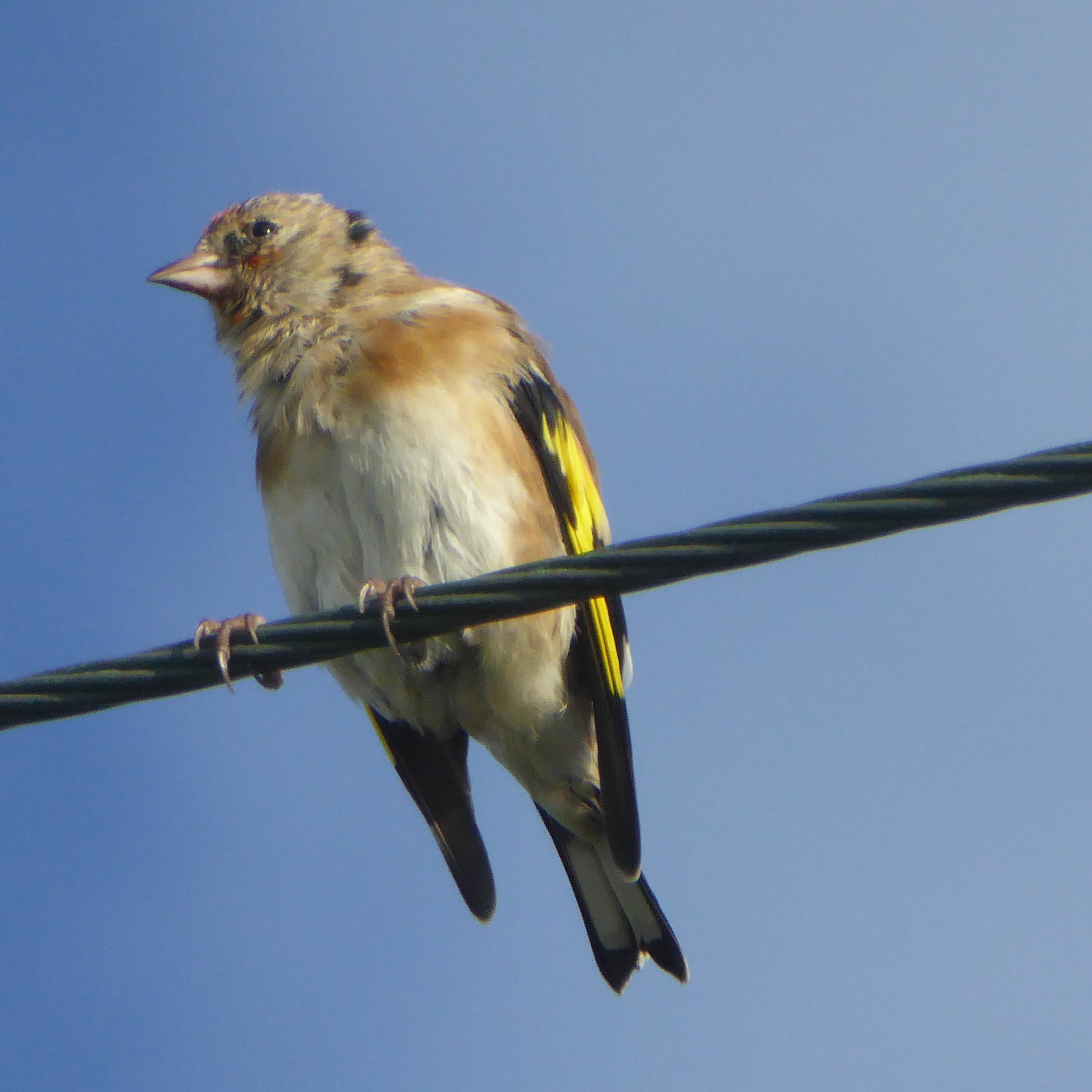 2020 BIRD SOUNDS FROM THE FIELD 26 - FINCH FLOCK (NAMELY GOLDFINCHES) episode artwork