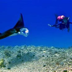 Best Mariott Waikoloa Beach Resort Manta Ray Snorkel Prices Reviews