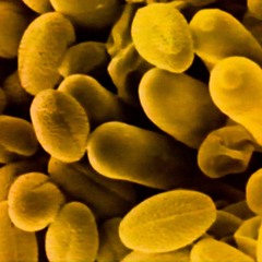 everyone knows that everyone knows that everyone knows that everyone...