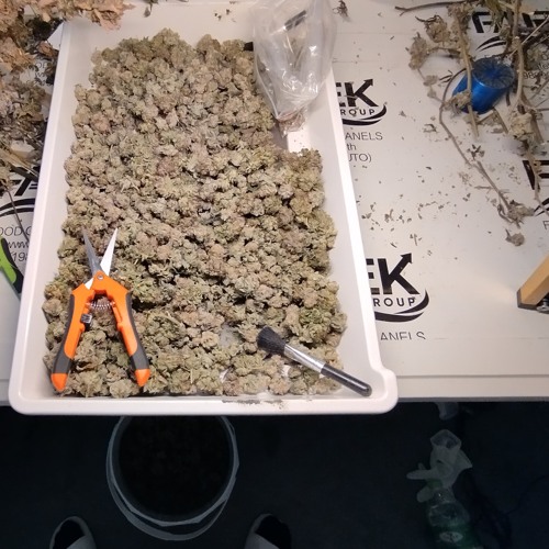 ZAASYA - KROKODRILL / KROKODEAL