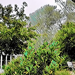 Mist