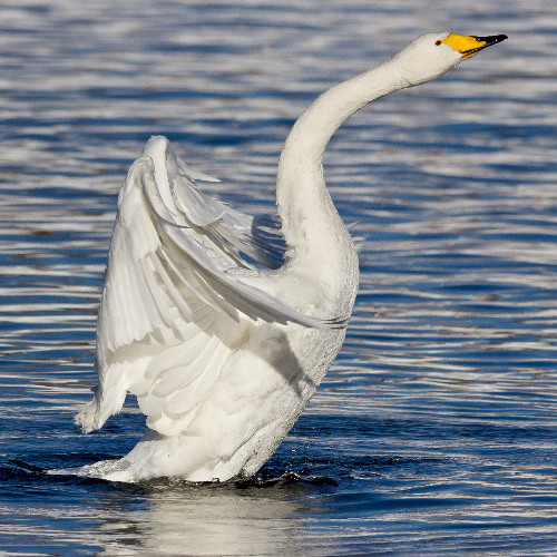 Whooper Swan, Coot and Common Teal at night