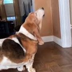 People Want Some Bars Homie (Winston The Dog)