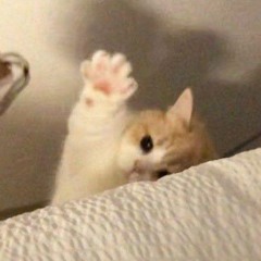 пошлая молли - шейк-шейк (speed up)