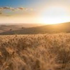 There is a Field (Rev. Bill Williams, 9/4/22)