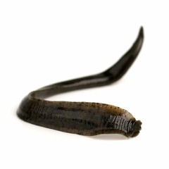 Leeches (prod.ghxsty)