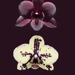 Send Me Out X Go All Night