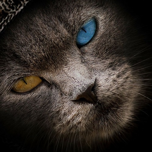 Stream 'Superstition' Stevie Wonder (LoopPedal Cover) by gutiar