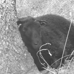 dremes & nightmares collection