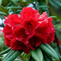 Dewa (Nyingtob)-Ugyen panday & Tshering yangden pinky.mp3